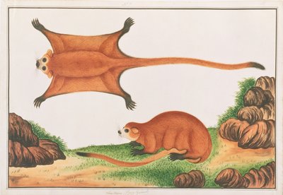 Roter Riesengleithörnchen, aus Zeichnungen von Tieren, Insekten und Reptilien aus Malakka, ca. 1805-18 von Chinese School